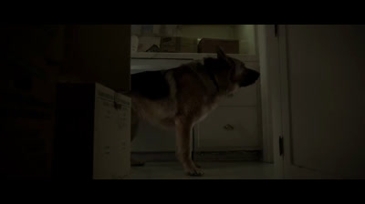 Amityville  o despertar