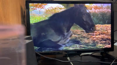 Black Beauty (1994 VHS)