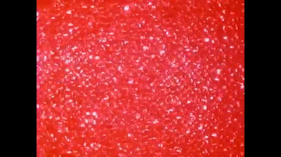 36 Sceriffi delle stelle - La sfida (Seconda parte)