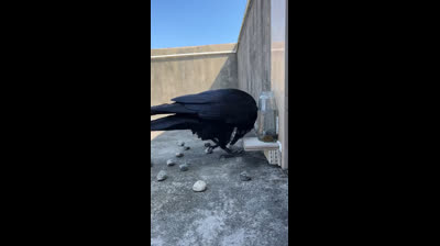 Do You Need AN Urgent Death Spell Caster To Kill Your Wicked Ex Lover Overnight, I Need A Working Black Magic Instant Death Spell Caster Contact Email drgoddy7spirit@gmail.com WhatsApp +2348125909477