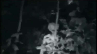 Alien surpris dans les bois