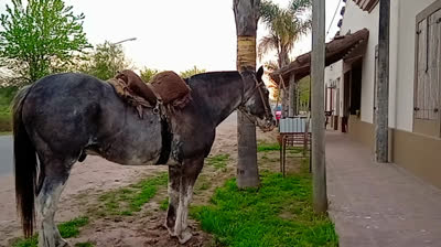 Novia Cumbianchera Me fui de mi casa canta Giselle Romina Castillo Vargas