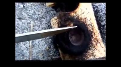 feu par friction cheminée ossaloise avec du platane Lades Neffous