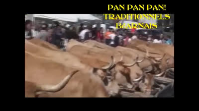 jan petit que dança  pan pan pan Abelle Lades Neffous