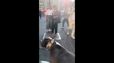 Un perro para salir a la calle necesitamos todos! Una mujer alemana decide desafiar a los refugiados y pasea a su pitbull por un barrio musulmán de Berlín.