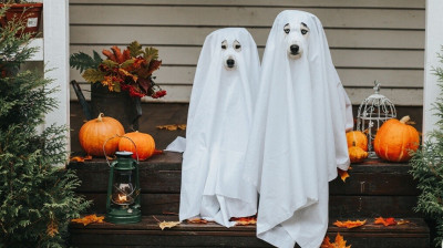 Last-Minute-Ideen für Halloween-Kostüme 2024! Schnell und Einfach