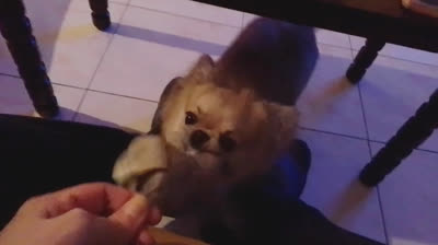 Milo - benvenuto in famiglia