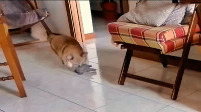 Milo - in famiglia da una settimana