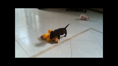 Milù - video completo