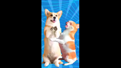 super cat and dog dance funny