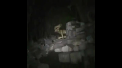 Aliens filmer dans les bois