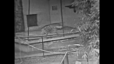 Music machine (Live 1966) - Talk talk