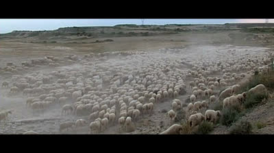 Jaén, arteria de la trashumancia