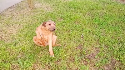 Novia Cumbianchera Donde quieras que vayas iré contigo canta Giselle Romina Castillo Vargas