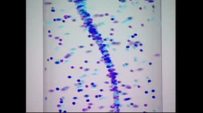 Baby Einstein Baby Mozart Music Festival 2004 DVD