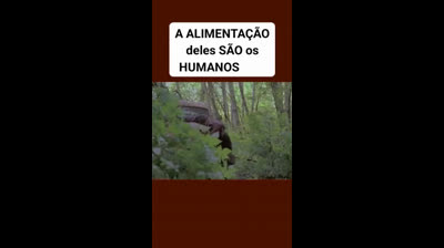 Pânico na floresta
