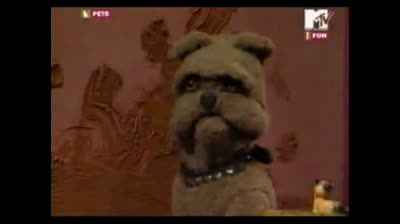 MTV Pets (Ita) - 1x03 - Pleasure