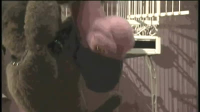 MTV Pets 1x07 - Il Miracolo