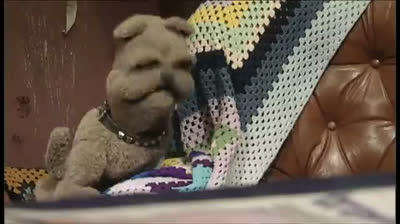 MTV Pets 1x09 - Costipazione