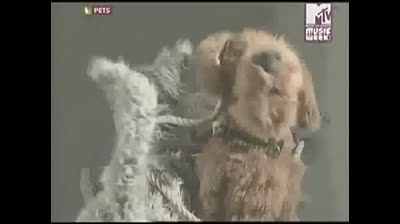 Mtv Pets - Satan (ITA)