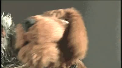 MTV Pets 2x09 - Seconda Guerra Mondiale A Colori