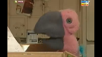 Pets MTV -2x09-Business (in italiano)