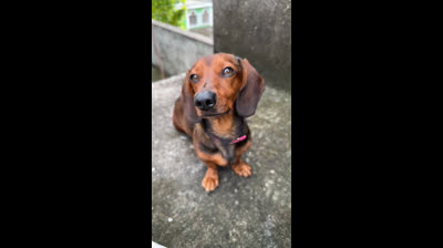 Salchi no tiene llenadera